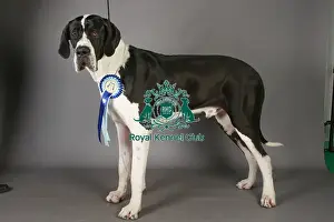 St Bernard Prints: Crufts 2013, St Bernard, KCPL_Stock