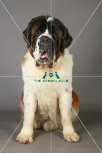 Crufts 2013, St Bernard, KCPL_Stock