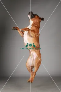 Crufts 2013, Staffordshire Bull Terrier, KCPL_Stock