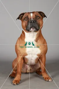 Crufts 2013, Staffordshire Bull Terrier, KCPL_Stock