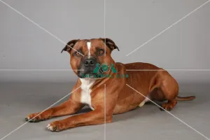 Crufts 2013, Staffordshire Bull Terrier, KCPL_Stock