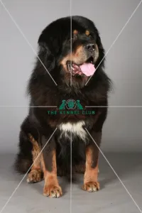 Crufts 2013, Tibetan Mastiff, KCPL_Stock