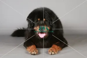 Crufts 2013, Tibetan Mastiff, KCPL_Stock Crufts 2013, Tibetan Mastiff, KCPL_Stock