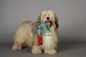 Crufts 2013 Prints: Crufts 2013, Tibetan Terrier, Fosse Data Systems Limited