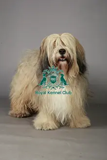 Crufts 2013, Tibetan Terrier, Utility Group, March 2013, nick ridley, stock images