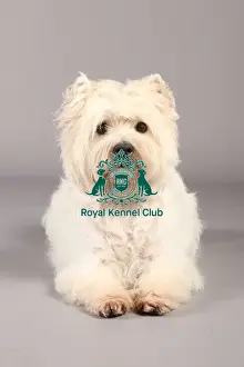 Crufts 2013 Prints: Crufts 2013, West Highland White Terrier, nick ridley, stock images, KCPL, March 2013