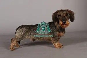Crufts 2013, Wirehaired Dachshund, nick ridley, stock images, KCPL, March 2013, KCPL_Stock
