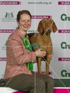 Hungarian Wirehaired Vizsla