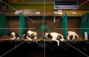 Crufts 2015