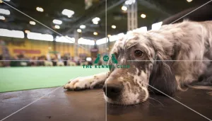 Crufts 2015