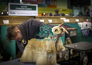 Crufts 2015