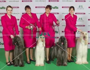 Afghan Hound