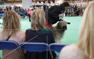 Briards