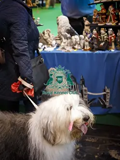 Crufts 2015