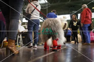 walking dog