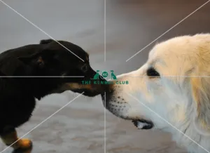 Crufts 2015
