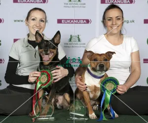 Crufts 2015