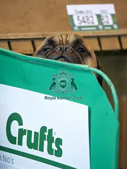 Crufts 2015