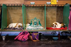 Crufts 2015