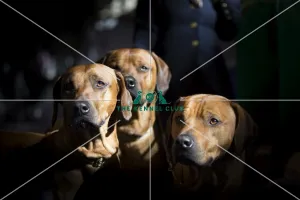 Crufts 2015