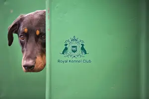 Crufts 2015