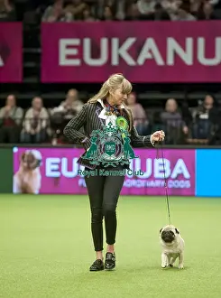 Crufts 2015