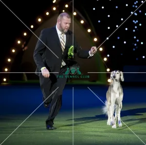 Saluki
