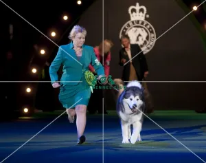 Crufts 2015