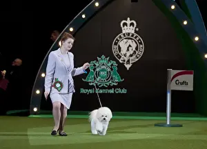 Crufts 2015
