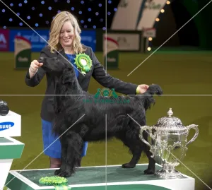 Crufts 2015