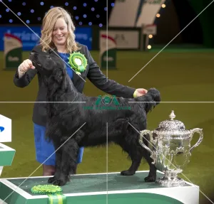 Crufts 2015