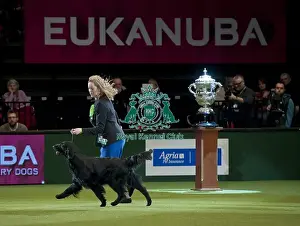 Crufts 2015