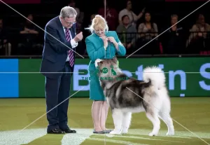 Crufts 2015