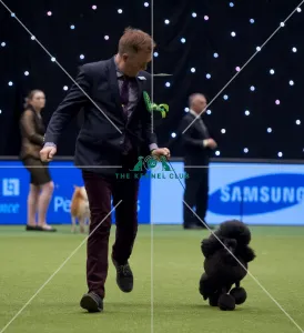 Crufts 2015
