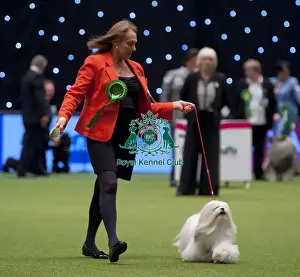 Crufts 2015