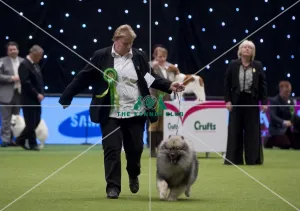 Crufts 2015