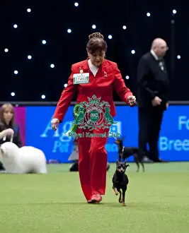 Crufts 2015