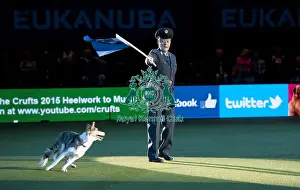 Crufts 2015