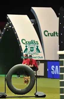 Crufts 2015