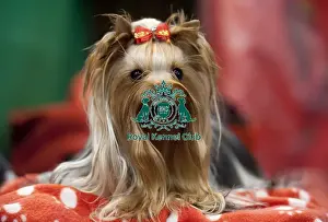 Crufts 2015