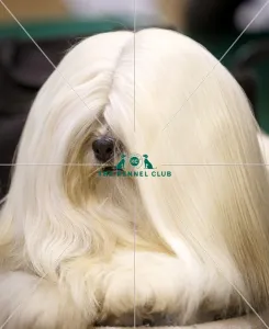 Crufts 2015
