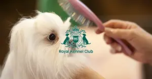 Crufts 2015