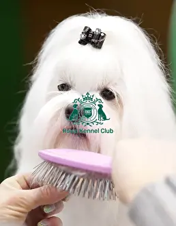 Crufts 2015