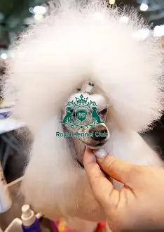Crufts 2015