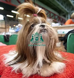 Crufts 2015