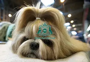 Crufts 2015
