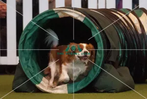 Crufts 2015