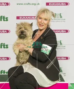 Cairn Terrier