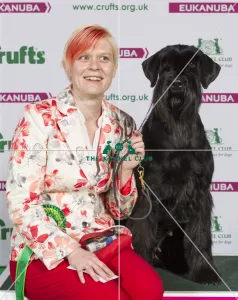 Giant Schnauzer