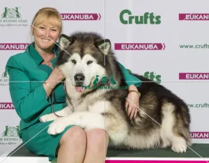 Crufts 2015